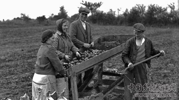 劉詩蕾:中國新主糧為何是馬鈴薯？(圖3)