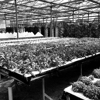 大都市休閑農(nóng)業(yè)與鄉(xiāng)村旅游，尷尬處境怎么破？(圖2)