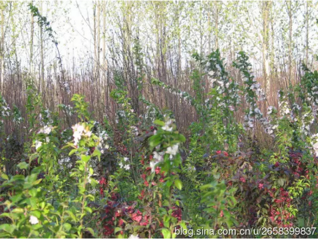 中國人民公社的標(biāo)桿:周家莊(圖22)