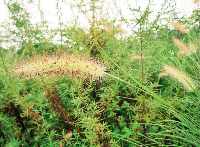 清新自然的農(nóng)村好風(fēng)景(圖3)